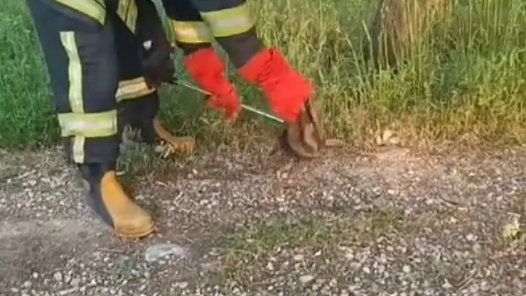 Gediz'de Yılan Ve Kene Alarmı