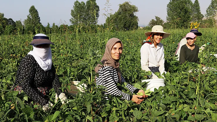 Gevaş Fasulyesi Girişimci Kadınların Eliyle Değerleniyor