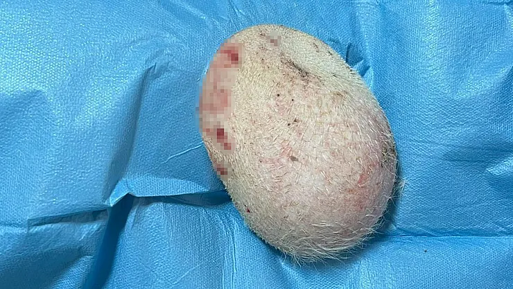 Göğsünde Tümör Bulunan Köpek Ameliyat Edildi