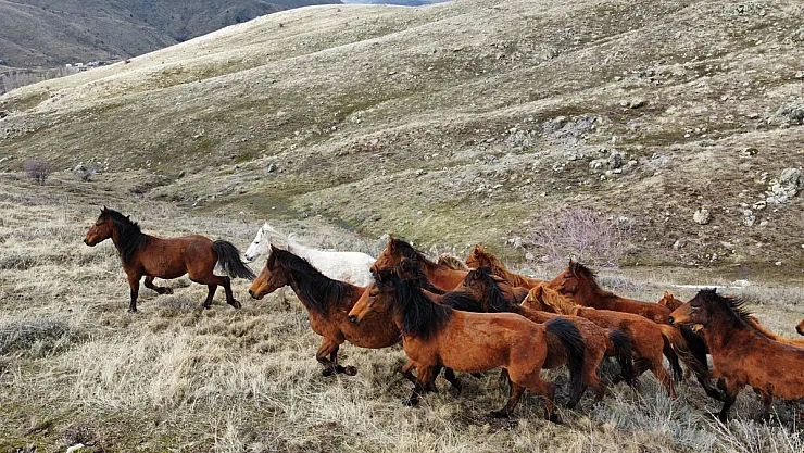 Güneşi Gören Yılkı Atları İndikleri Yaylalarda Havadan Görüntülendi