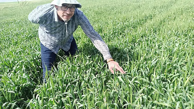 Günyüzü ilçesinde tarlalarda süne kontrolü yapıldı