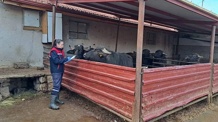 'Halk Elinde Anadolu Mandasının Islahı Projesi' Devam Ediyor