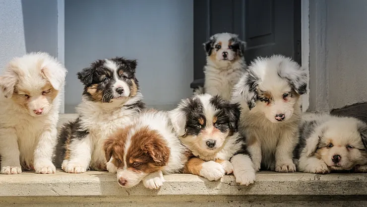 Hangi Köpek Koku Yapmaz?