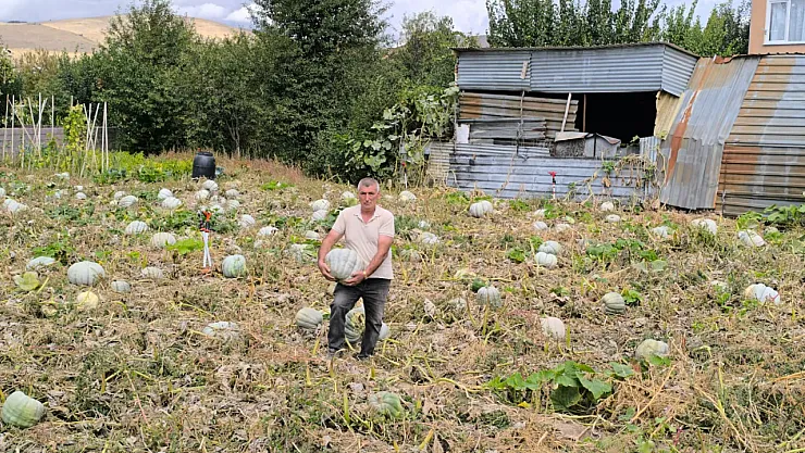 Hasadı Başlayan Balkabağı Fiyatıyla Yüzleri Güldürdü
