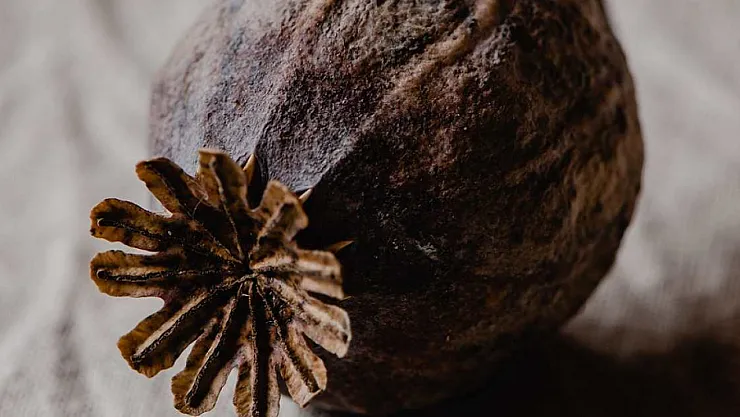 Haşhaş En Çok Hangi İlde Yetişir?