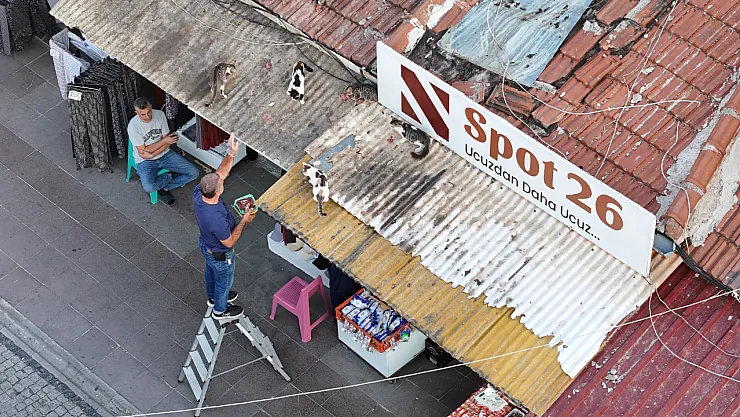 Her Gün Merdivene Çıkıp Çatıdaki Kedileri Besliyor