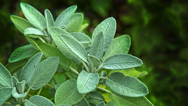 Her Yudumunda Şifa Saklı… Dertlere Deva Adaçayı