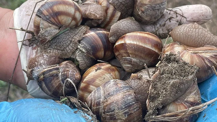 İhracatta Yeni Kalem... Sultandağı Salyangozu...