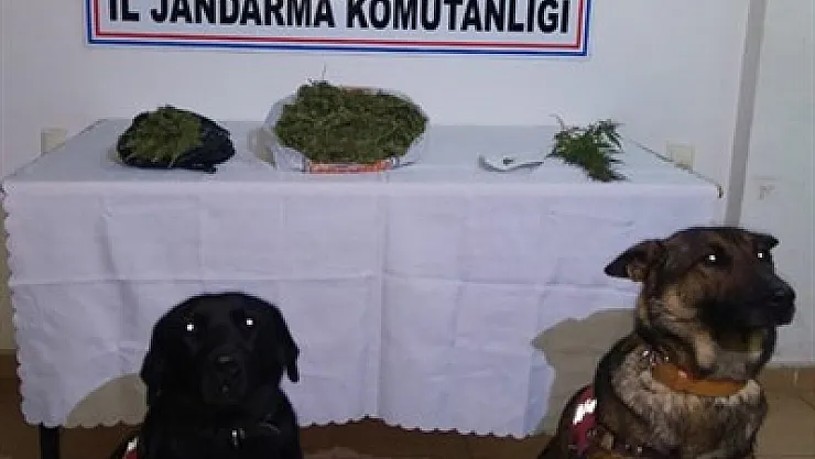 Jandarmadan '24' adrese eş zamanlı operasyon