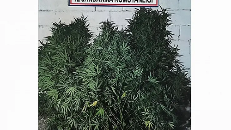 Jandarma'dan kenevir operasyonu