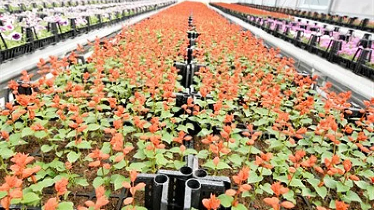 Jeotermal suyla 600 bin çiçek üretildi