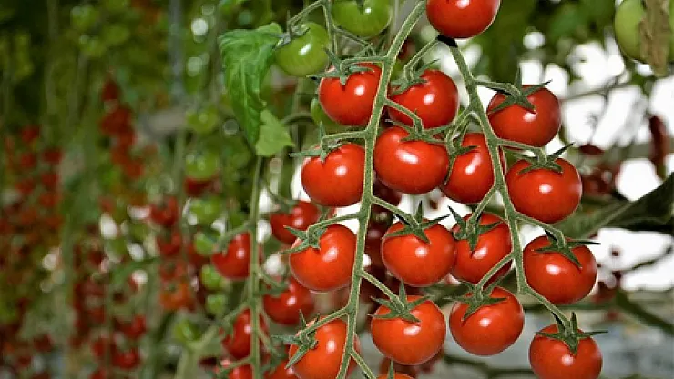 Jeotermal tarımda Türkiye'deki en gelişmiş ilçe Afyonkarahisar'da
