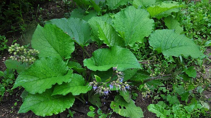 Karadeniz'in Şifalı Bitkisi Kaldirik Otunun Faydaları Nelerdir?