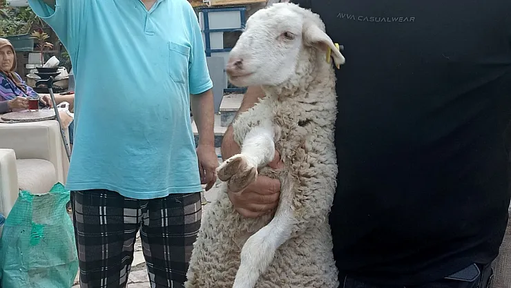 Kaybolan Kuzuyu 2 Gün Misafir Edip Sahibine Ulaştırdı