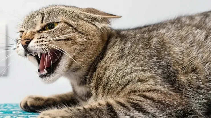 Kedi Tırmalaması Kuduz Aşısı Gerektirir Mi?