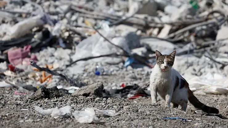 Kediler Depremi Nasıl Önceden Biliyor?