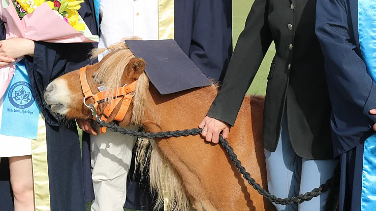 Kep Takan Sevimli At, 4 Bin 500 Öğrenci İle Birlikte Mezun Oldu