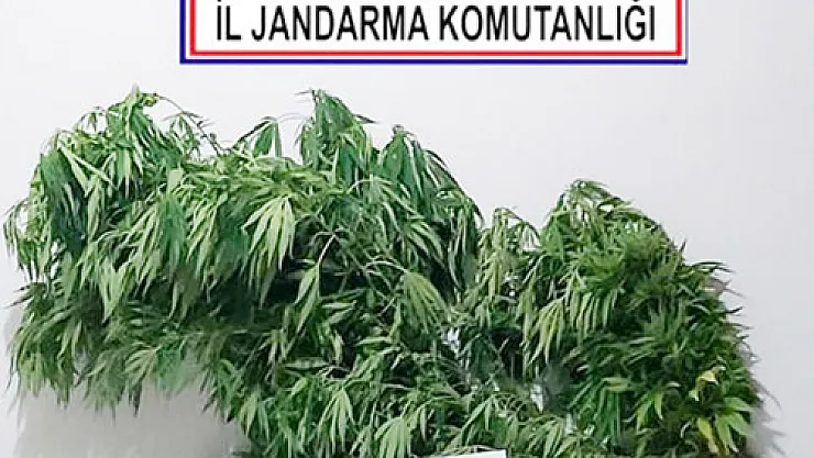 Kiraladığı mısır  tarlasına kenevir ekmiş