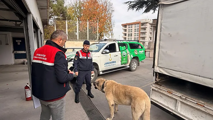 Köpek Dövüştüren Şahıslara Jandarma Baskını:12 Gözaltı