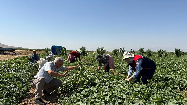 Kornişon Salatalık Hasadı Devam Ediyor