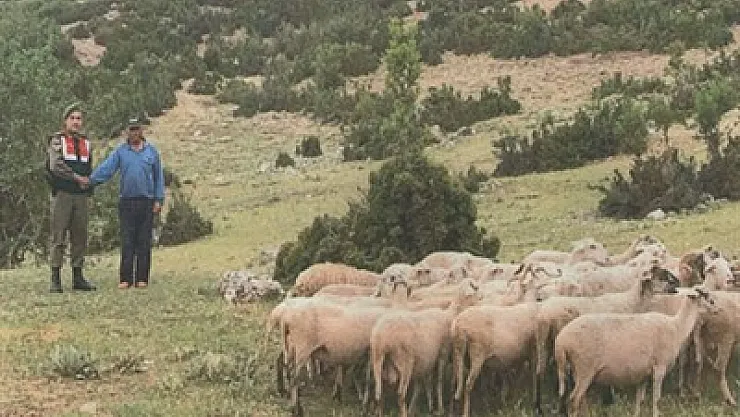 Koyun hırsızları yakalandı – Kocatepe Gazetesi