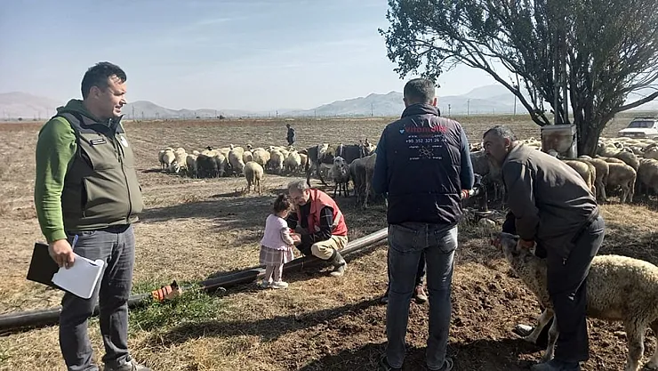 Koyun Vebasına Karşı Kan Örnekleri Alındı