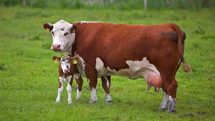Kurban Kesmenin Şartları Ve Dini Hükümlülükleri Nedir?