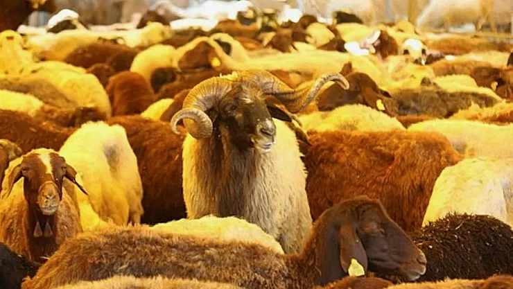 Kurbanlık Hayvanda Şap Hastalığı Nasıl Anlaşılır?