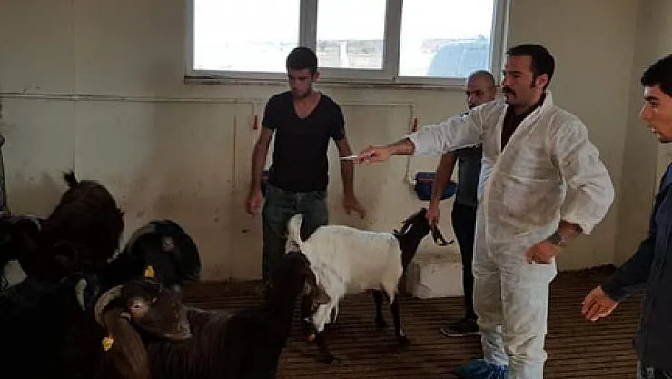 Kurbanlıkta küpeli hayvanlar tercih edilmeli