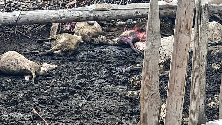 Kurtların Saldırısında 11 Koyun Telef Oldu