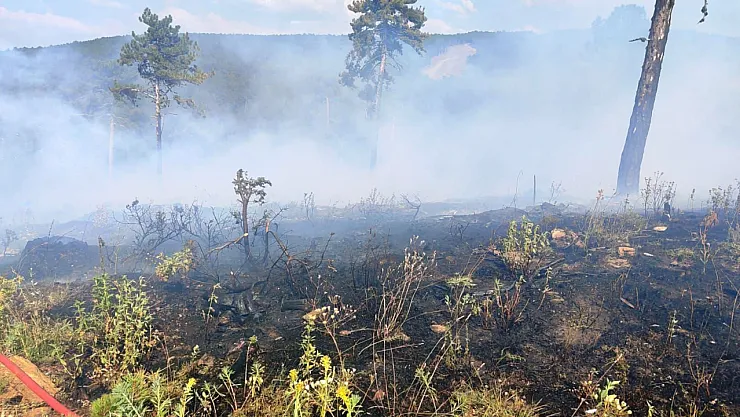 Kütahya'da Gençleştirme Sahasında Çıkan Orman Yangını Söndürüldü