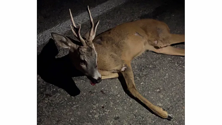 Kütahya'da Yaralı Karaca Tedavi Altına Alındı