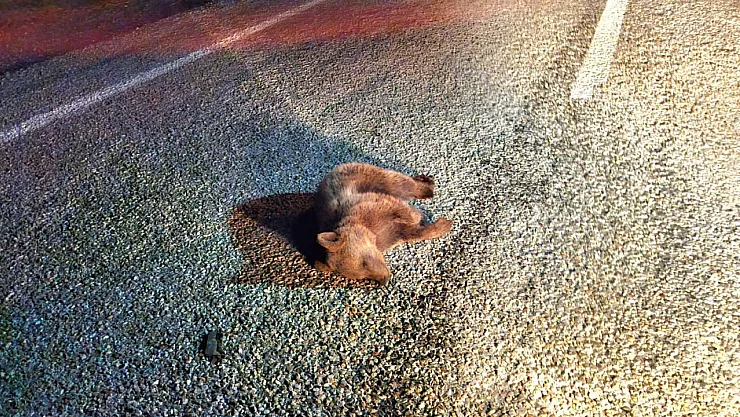 Kütahya'da Yavru Ayı Kara Yolunda Telef Oldu