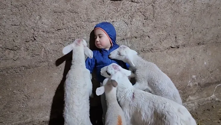 Kuzuların Arasında Kalan Minik Yusuf'un Tatlı Halleri Gülümsetti