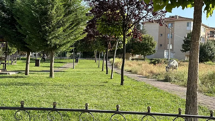 Mahalle sakinlerinin başı boş at sıkıntısı devam ediyor