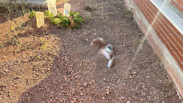 Mezarlığa Gömülen Köpek Leşi Ekipleri Alarma Geçirdi