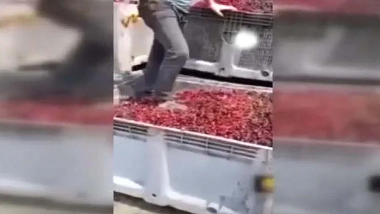 Mide bulandıran görüntüde 4 gözaltı