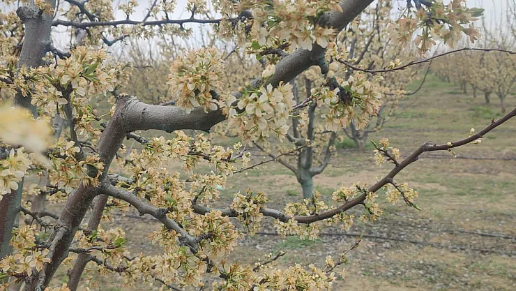 Milletvekili Özkaya: Çiftçimizin Yanındayız, Hasar Büyük!