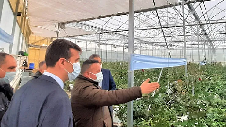 Müdür Acar, jeotermal seralarda incelemelerde bulundu