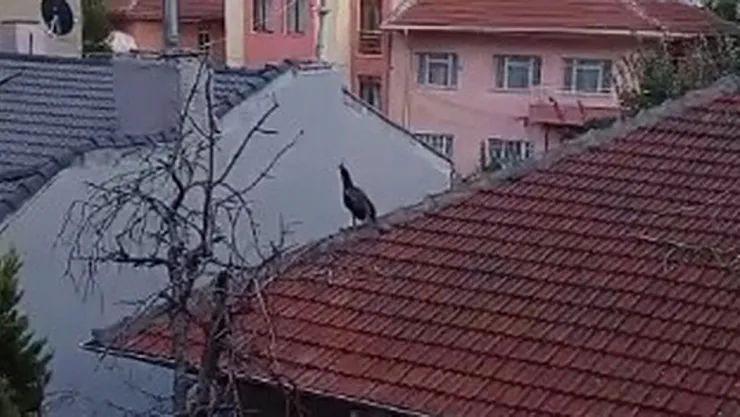 Müstakil Evin Çatısında Gezen Tavus Kuşu İlginç Görüntü Oluşturdu
