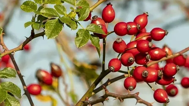 Nisan Ayı'nda Ege'nin Şifalı Bitkileri