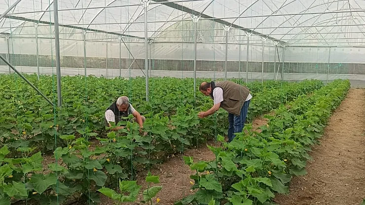 Patates Risk Altında! Hastalık Kontrolleri Yapılıyor