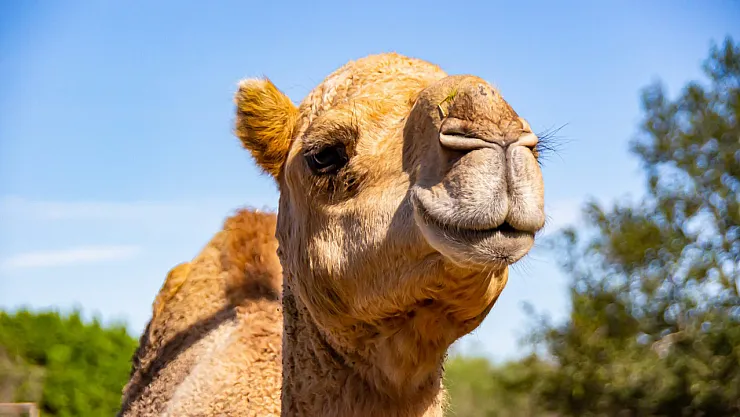 Rüyada Deve Görmek Ne Anlama Gelir?