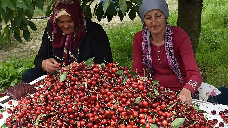 Sultandağı’na Kiraz Alım Merkez kurulacak