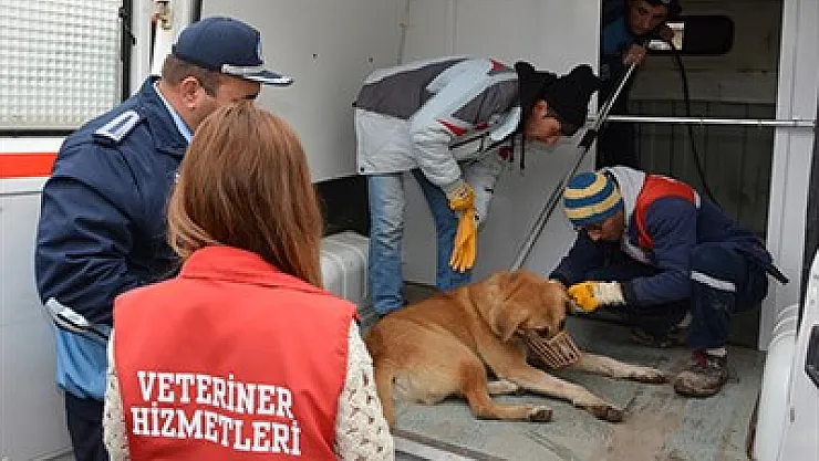 'Sandıklı'da hiçbir zaman köpek katliamı yapılmamıştır'