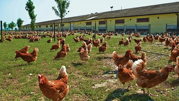 Sandıklı'da Tavuk çiftlikleri incelendi – Kocatepe Gazetesi