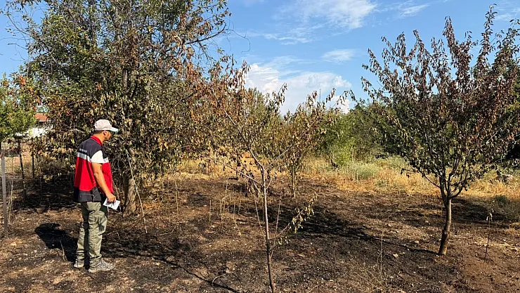 Şaphane'de Meyve Bahçesindeki Yangın Sonrası Hasar Tespit Çalışması