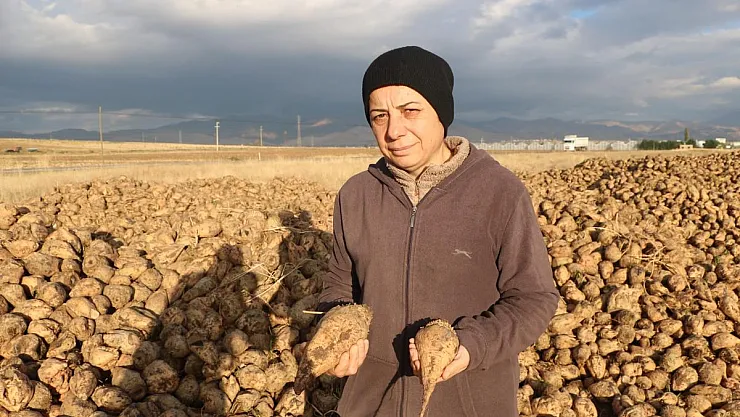 Şeker pancarının kilogramı 1 lira 85 kuruştan satılacak!