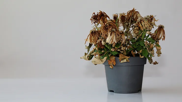 Sıcaklarda Bitkileri Kurtaracak Etkili Yöntemler Nelerdir?