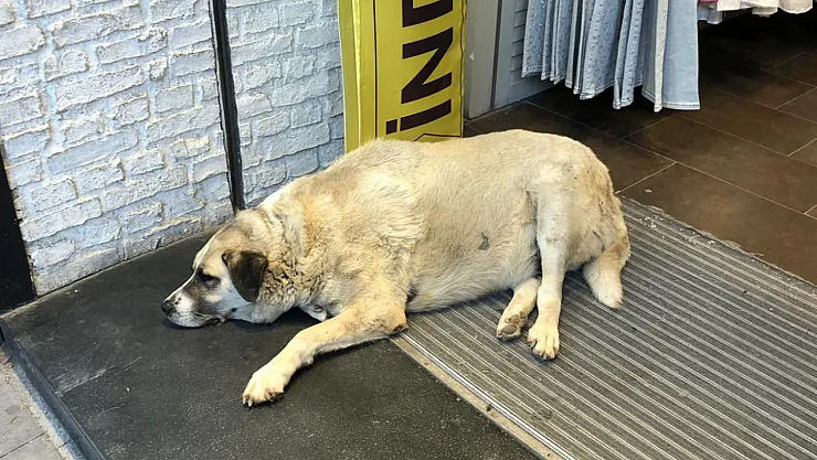 Sıcaktan Bunalan Köpek Çareyi Klimanın Altına Yatmakla Buldu